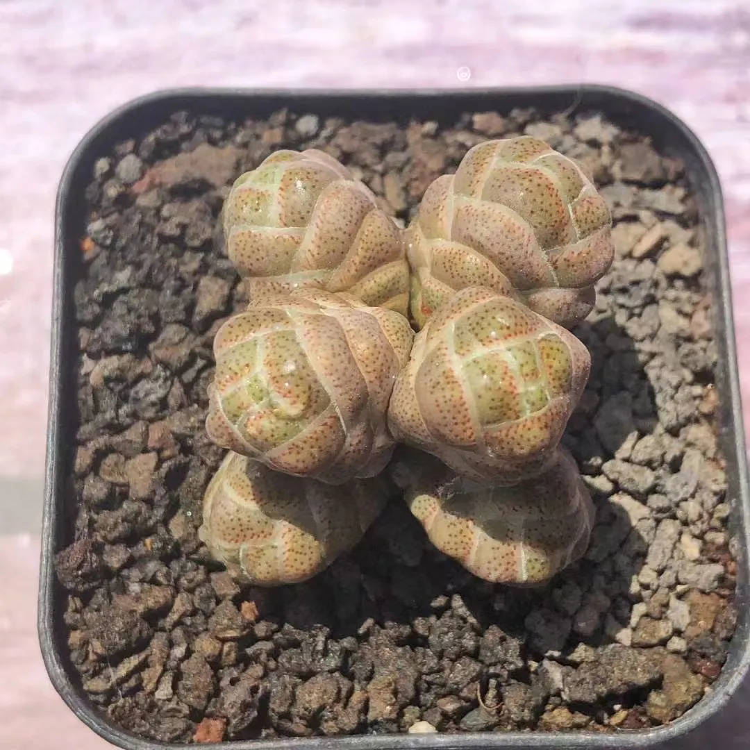 plant Aeonium Echeveria Haworthia  Caudex  Lithops Cactus  Agave 