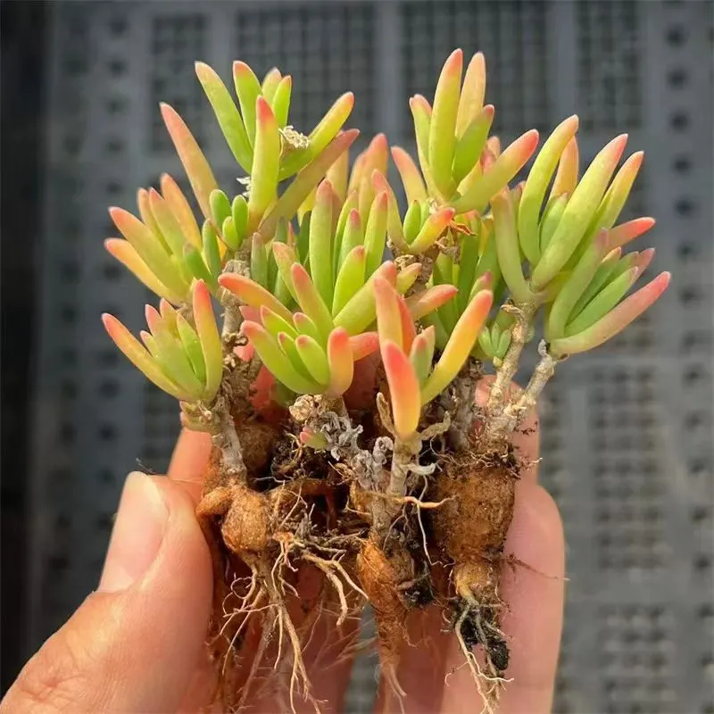 plant Aeonium Echeveria Haworthia  Caudex  Lithops Cactus  Agave 