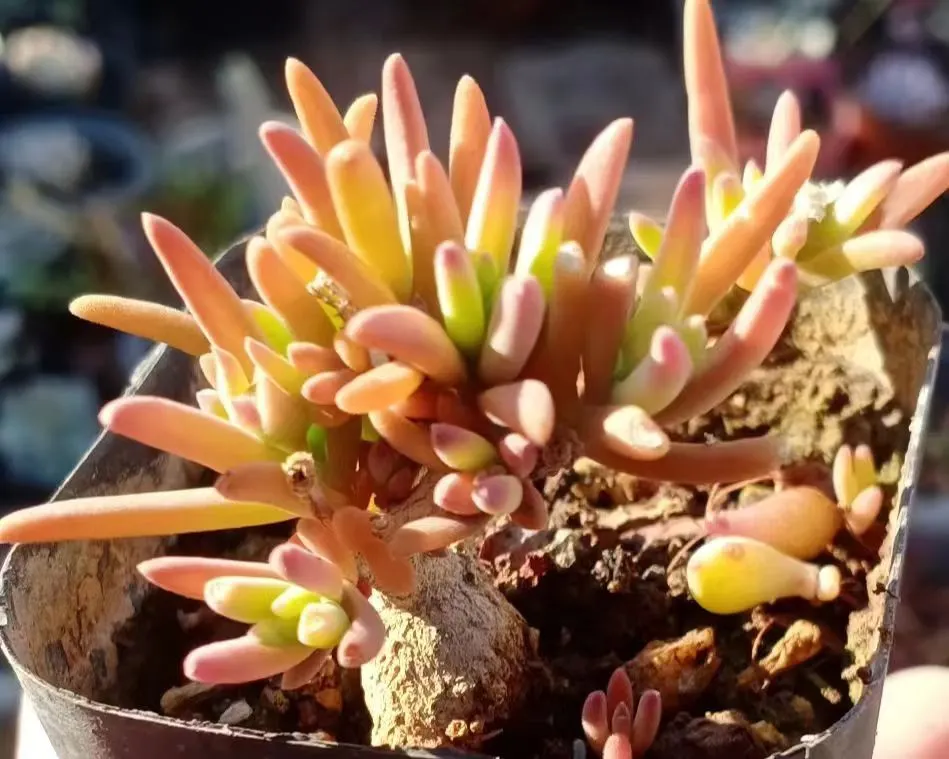 plant Aeonium Echeveria Haworthia  Caudex  Lithops Cactus  Agave 