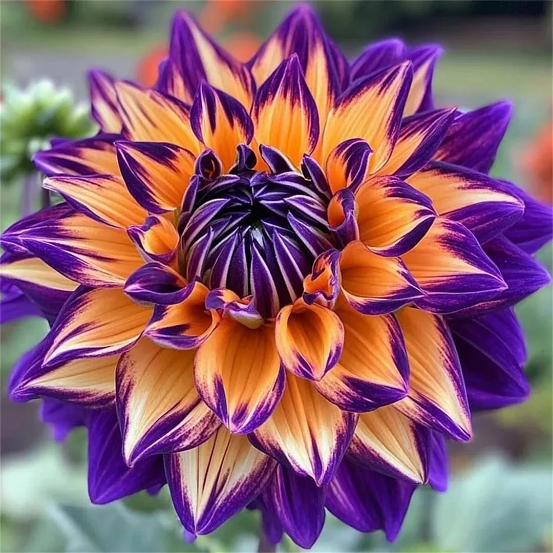 Red Devils-Double dahlia bulbs