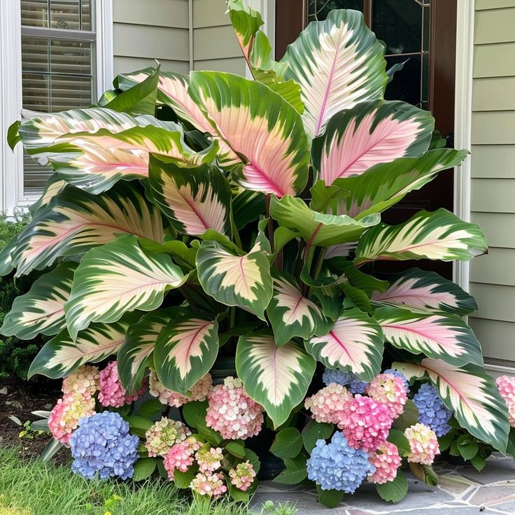 Crimson Frost-Giant Alocasia Bulbs🍃Transform Your Space with Tropical Majesty