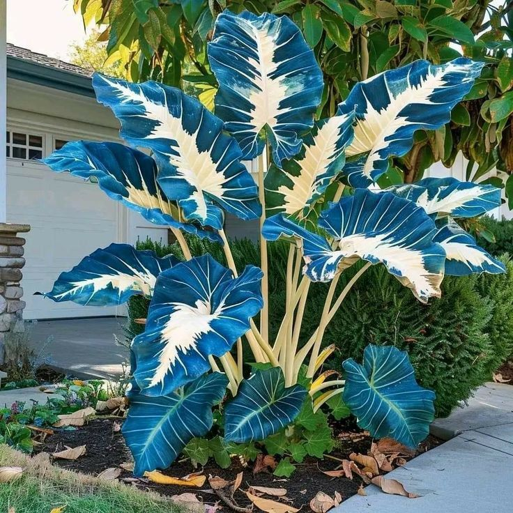 Crimson Frost-Giant Alocasia Bulbs🍃Transform Your Space with Tropical Majesty