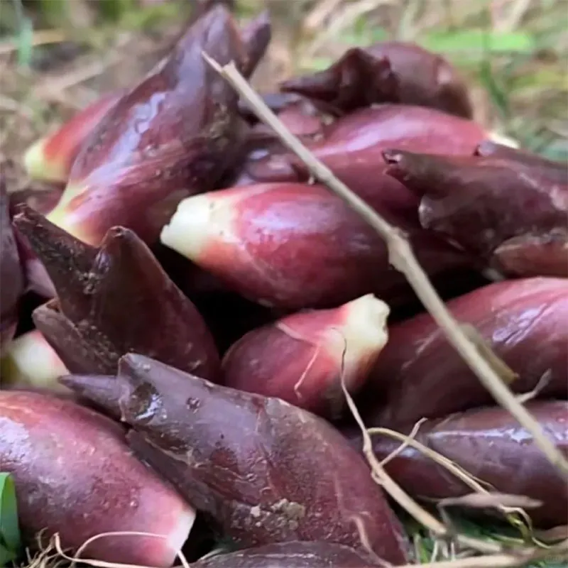 MYOGA SEEDS