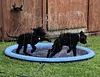 PAWSOME POOL&trade; - PODKŁADKA