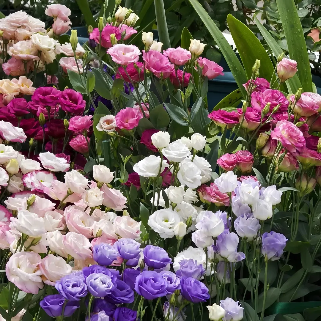 Premium Lisianthus Seeds &ndash; Grow Elegant, Long-Lasting Blooms in Your Garden