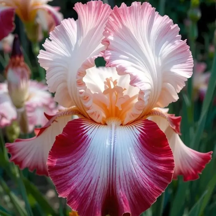 Amber Glow-Rare Iris Bulbs⚜️