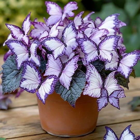 🦋Moonlight Butterfly Begonia
