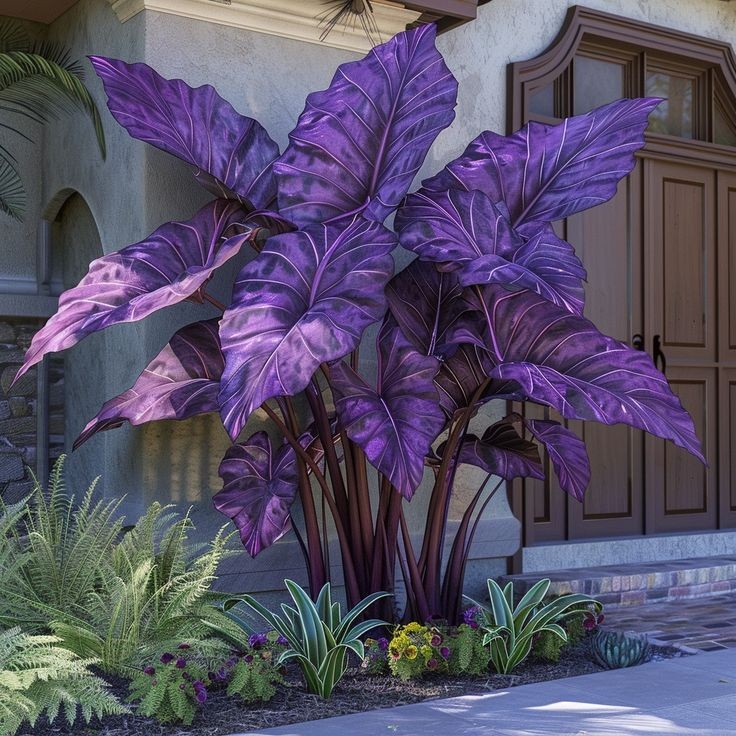 Crimson Frost-Giant Alocasia Bulbs🍃Transform Your Space with Tropical Majesty