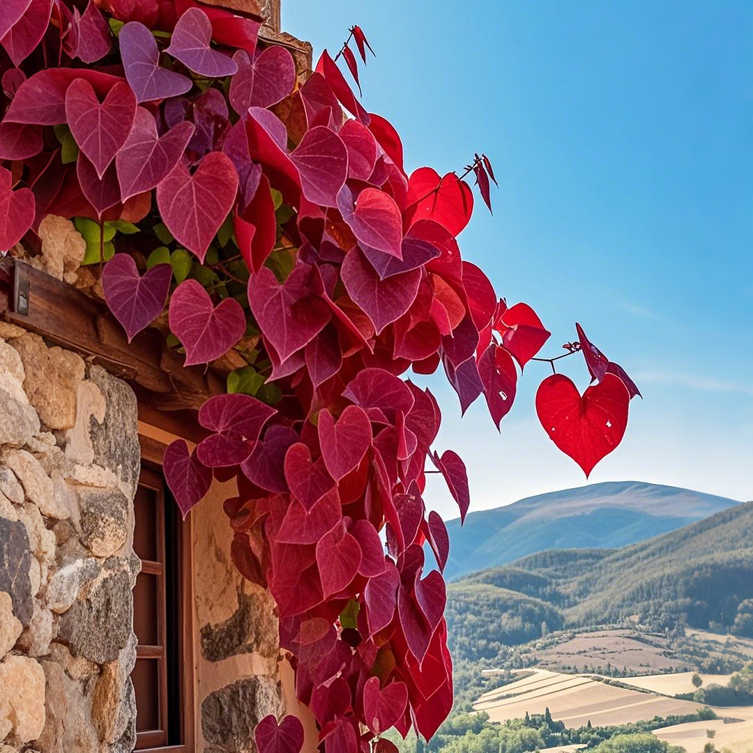 Purple Heart Vine Seeds🌿💜