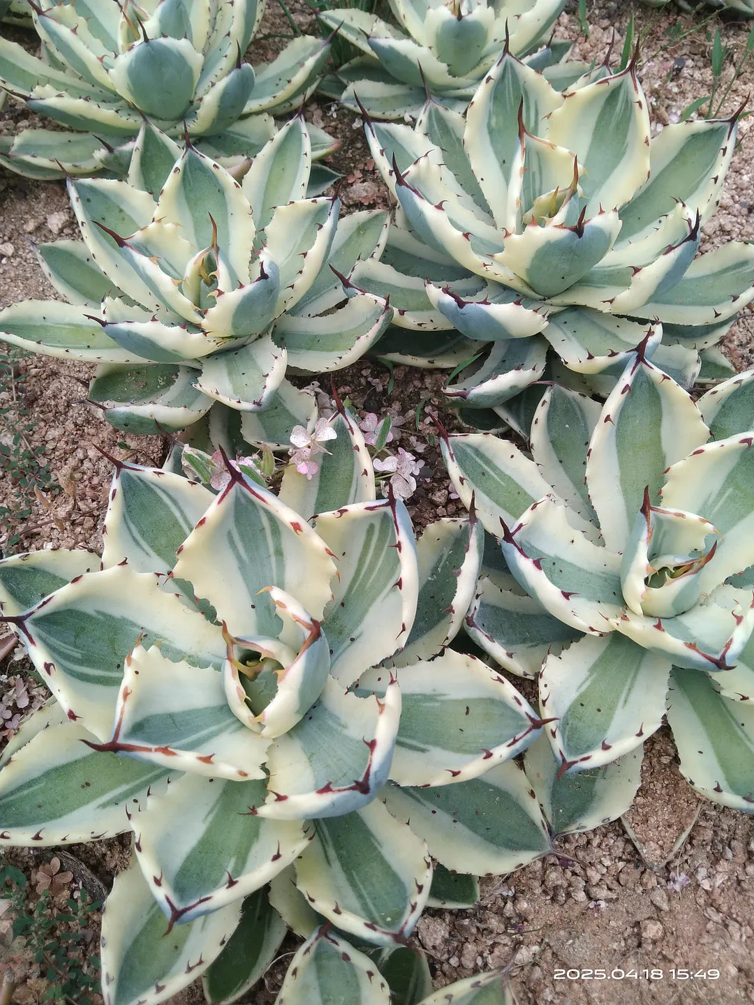 plant Aeonium Echeveria Haworthia  Caudex  Lithops Cactus  Agave 