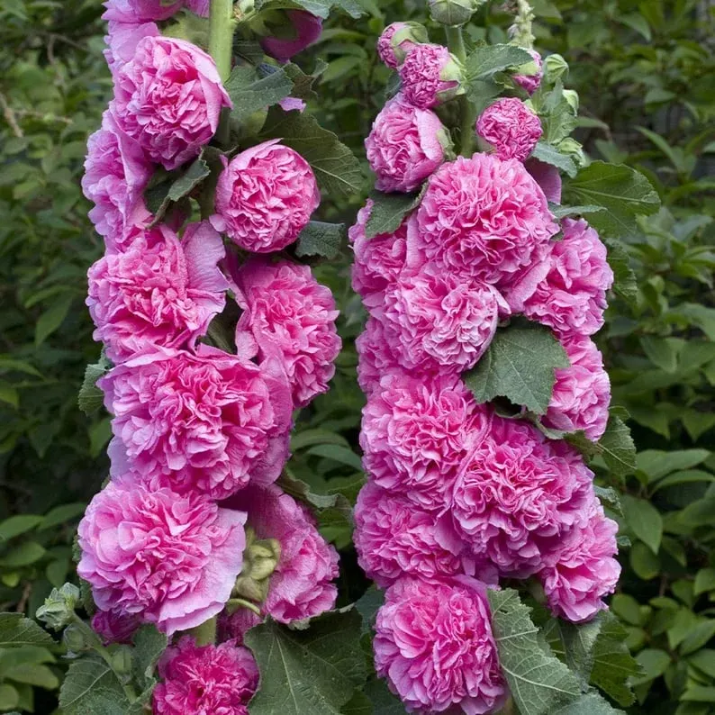 💐Double-flowered Hollyhock Seeds