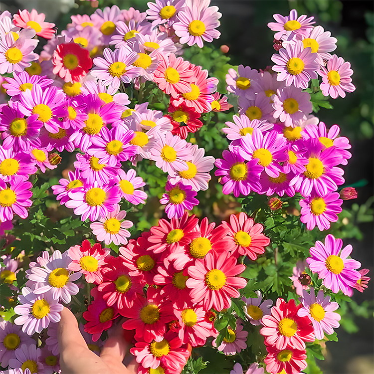 🌼Natural Mosquito Repellent - Pyrethrum seeds