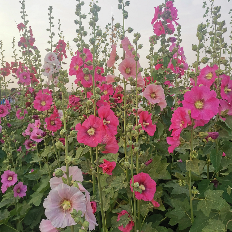 Single Flowered Hollyhock Seeds - Mixed Color 