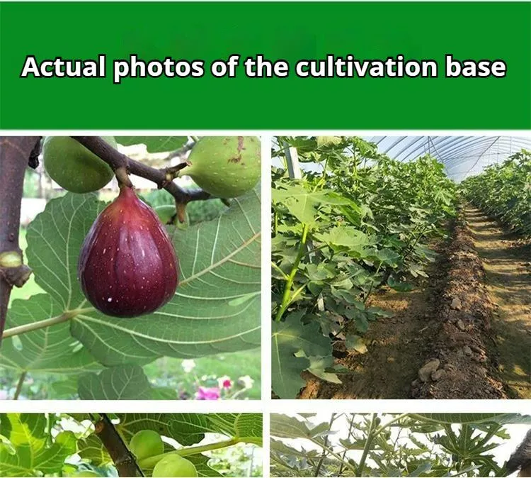 Mission Fig – Ficus carica, évelő gyümölcsfa, tartós és könnyen termeszthető növény kertekbe és udvarokba Mission Fig – Ficus carica, évelő gyümölcsfa, tartós és könnyen termeszthető növény kertekbe és udvarokba