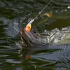 5Pcs Popper Fishing Lures 6.5cm 11g Wobblers Artificial Bait for Bass Perch Pike