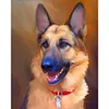 Loyal Dog - Full Diamond Painting - 30x40cm
