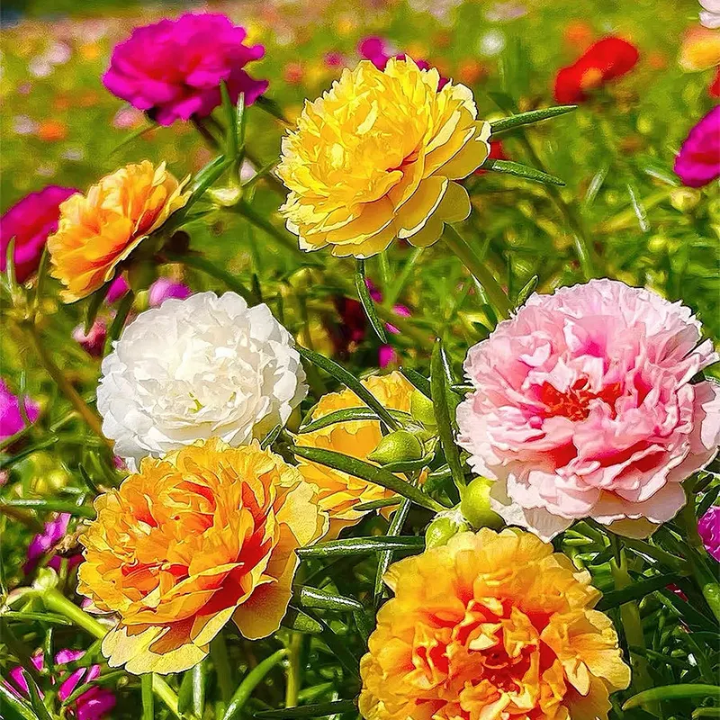 🌹MOSS ROSE&mdash;IMMORTAL FLOWER