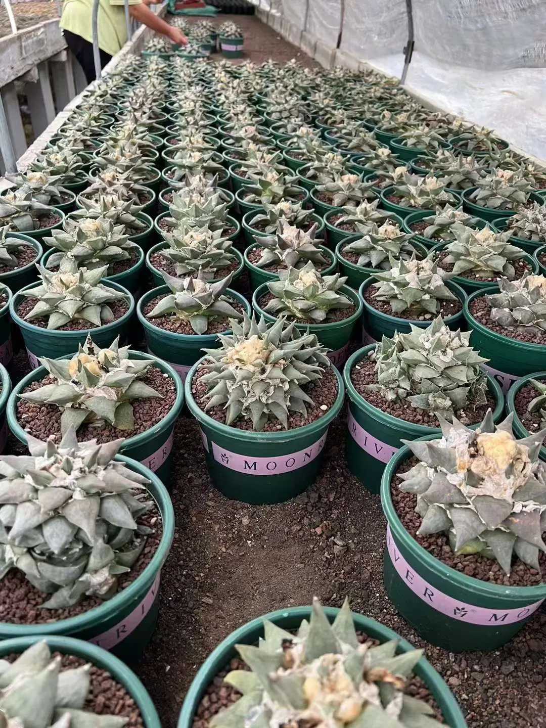 plant Aeonium Echeveria Haworthia  Caudex  Lithops Cactus  Agave 