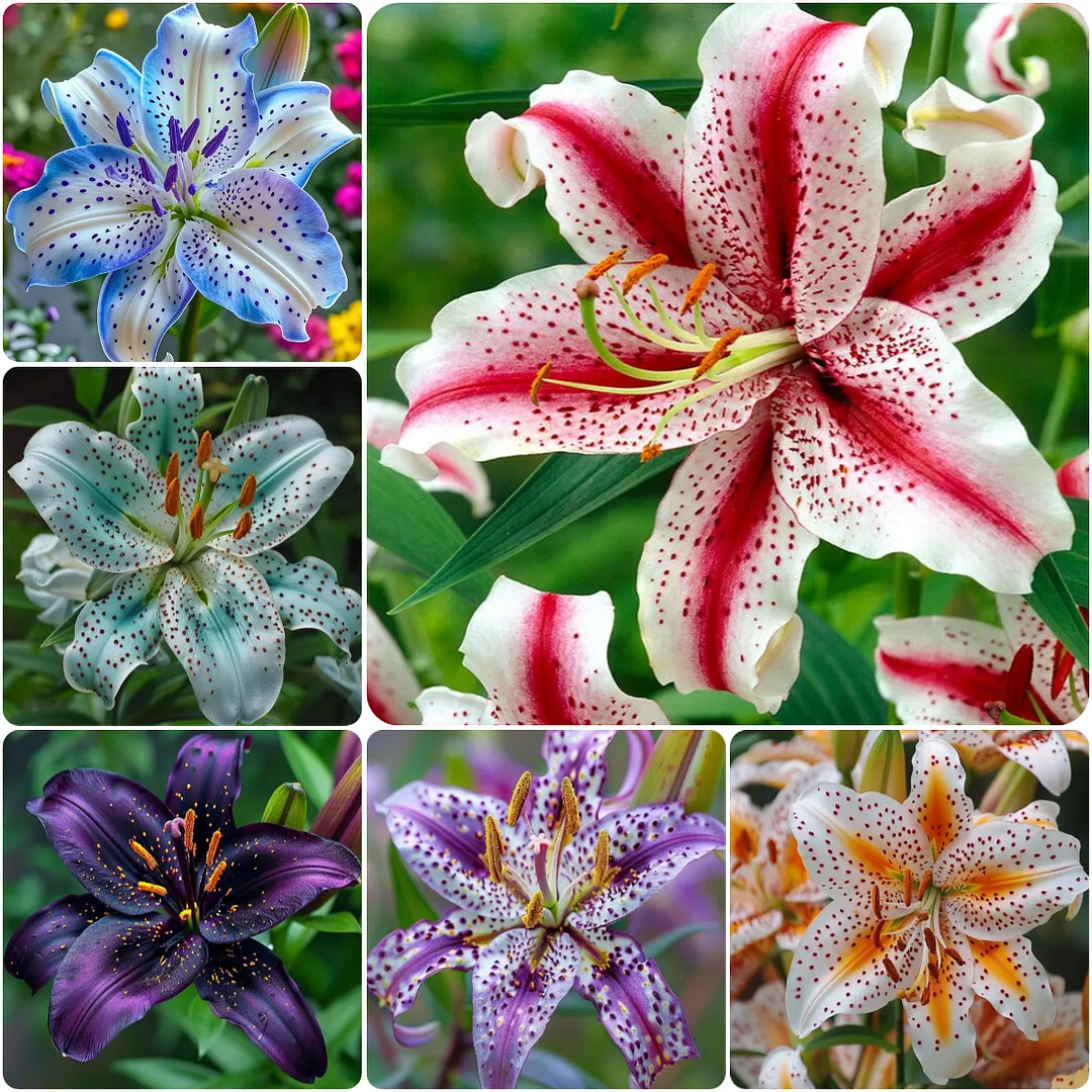 Black Spots Lily-Rare Exquisite Lily Bulbs 🌸