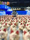 WCF Scale Akira Toriyama Walking Dog - Dragon Ball Resin Statue - ZOR-Studios