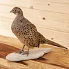Real Taxidermy Pheasant Filler Specimen Teaching/Decoration