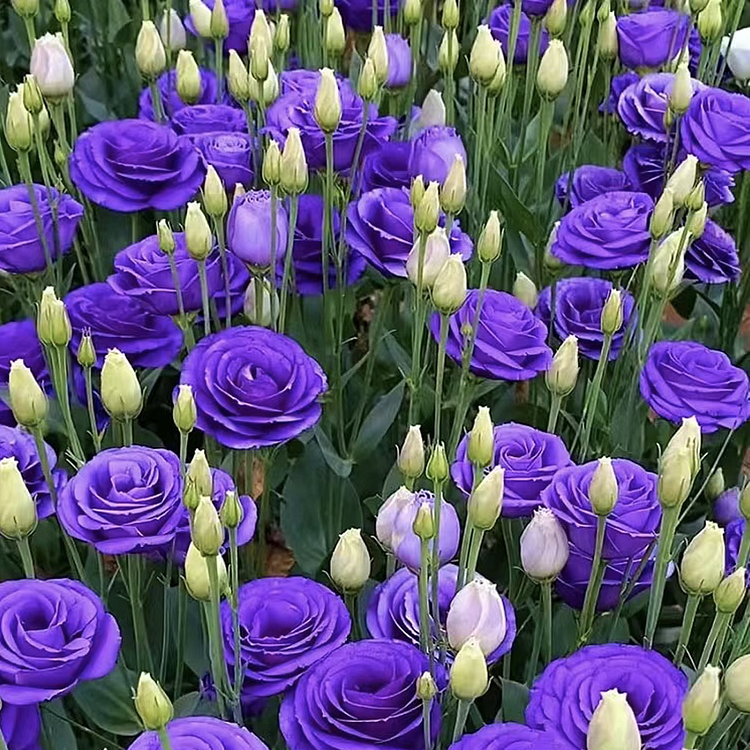 Lisianthus / Eustoma Grandiflorum Seeds - 	Thornless Rose