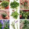 Culinary Cooking Herb Seeds Mixed Variety Pack