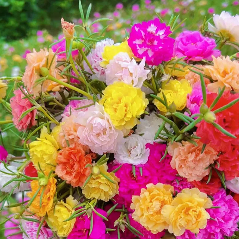 🌹MOSS ROSE&mdash;IMMORTAL FLOWER