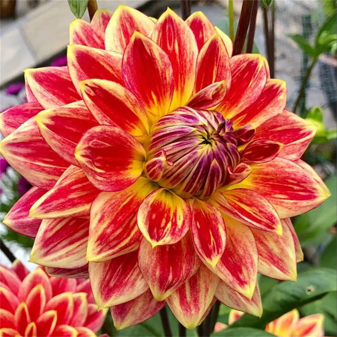 Red Devils-Double dahlia bulbs