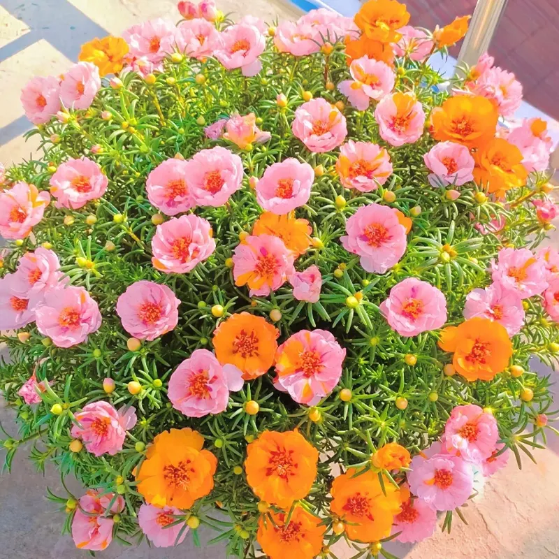 🌹MOSS ROSE&mdash;IMMORTAL FLOWER