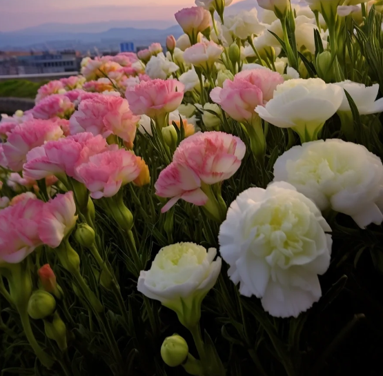 Premium Lisianthus Seeds &ndash; Grow Elegant, Long-Lasting Blooms in Your Garden