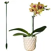 🔥2024 HOT SALE🔥Plant Support Stake