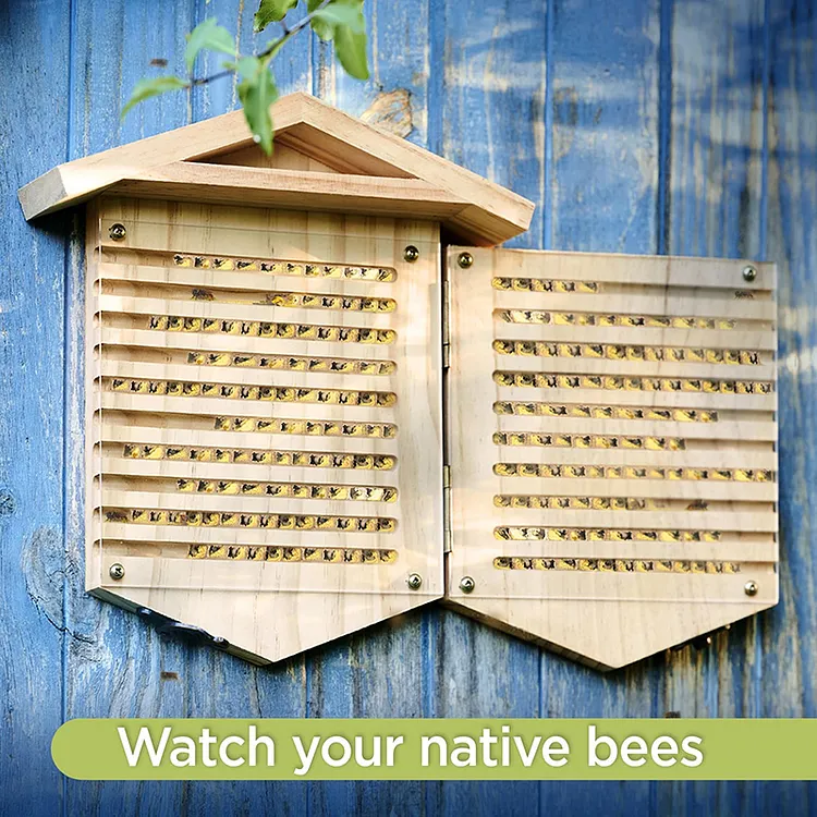 Native Bee Observatory Carpenter Bee House 