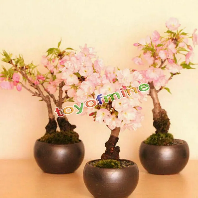 granado bonsai Granado  El eden del bonsai