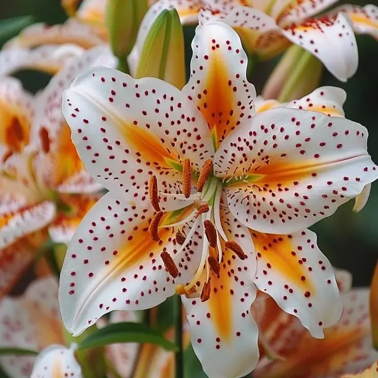 Black Spots Lily-Rare Exquisite Lily Bulbs 🌸