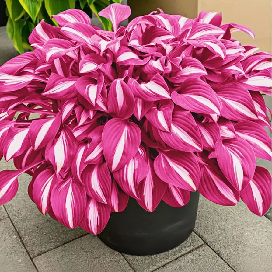 🪴Best Hosta Plants to Grow in the Shade