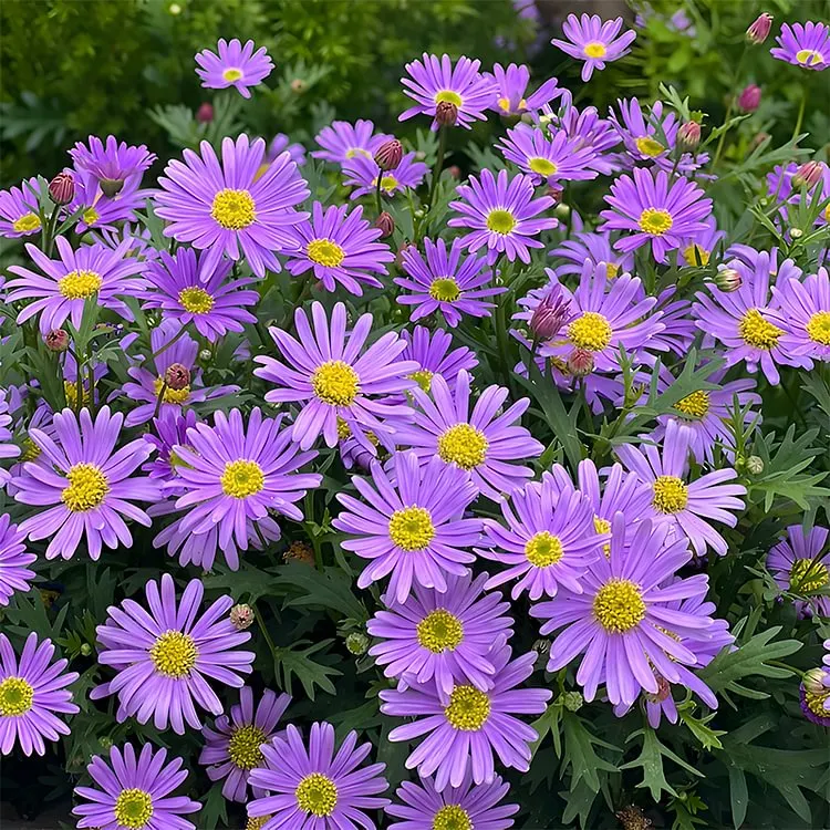 🌼Natural Mosquito Repellent - Pyrethrum seeds