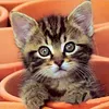 Diamond Painting-DIY Full Drill  Cat