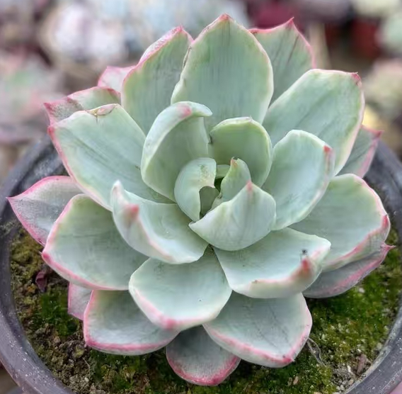 plant Aeonium Echeveria Haworthia  Caudex  Lithops Cactus  Agave 