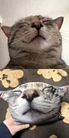Customized Ugly Pet Pillows After Order Send Pics to bruce663@foxmail.com