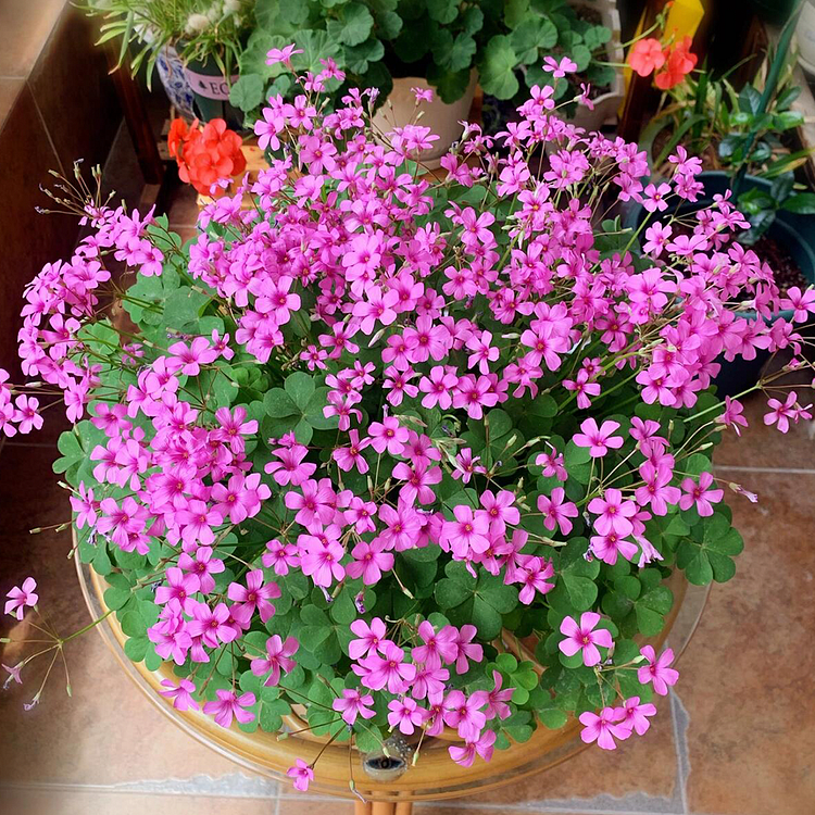 Oxalis Triangularis - Green Shamrock 