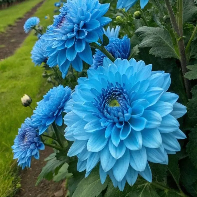 Red Devils-Double dahlia bulbs