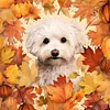 Maple Leaf Puppy-Paint by Numbers Acrylic Painting 40*40CM