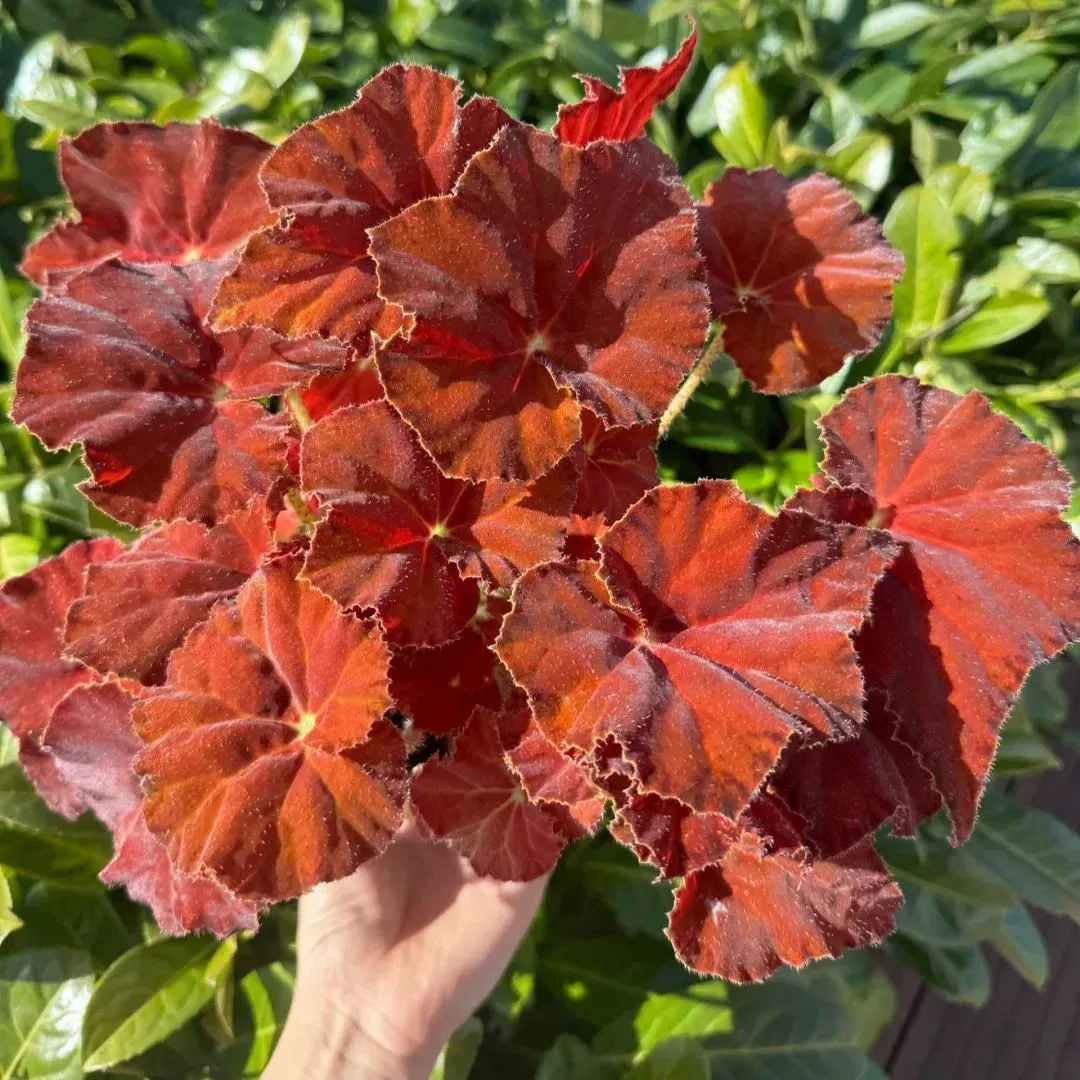 Twilight of the Gods Begonia Seeds