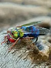 2Pcs Bionic Fly Fishing Bait Fly Fishing Hook Fly Swim Baits Fishing Accessories