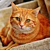 Diamond Painting-DIY Full Drill  Cat