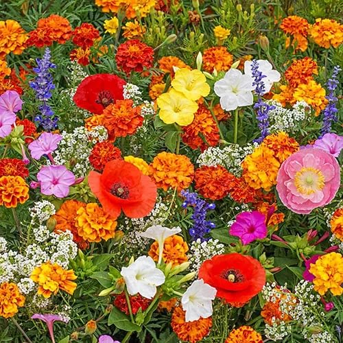 Mixed Perennial Flowers for All Seasons &ndash; 100+ Kinds
