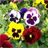 Swiss Giants Pansy Seeds for Gardening Planting Package of 600 Seeds Attracts Monarch Butterflies