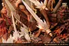 Declare War - Attack On Titan Resin Statue - ZaoHua Studio