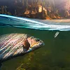 Big Metal Fishing Spoon Bass Trout Slow Shaking Sea Fishing Lure (Silver)